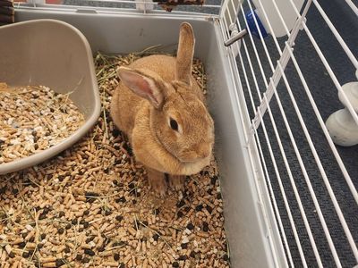 Loving home needed for our pet Rabbit