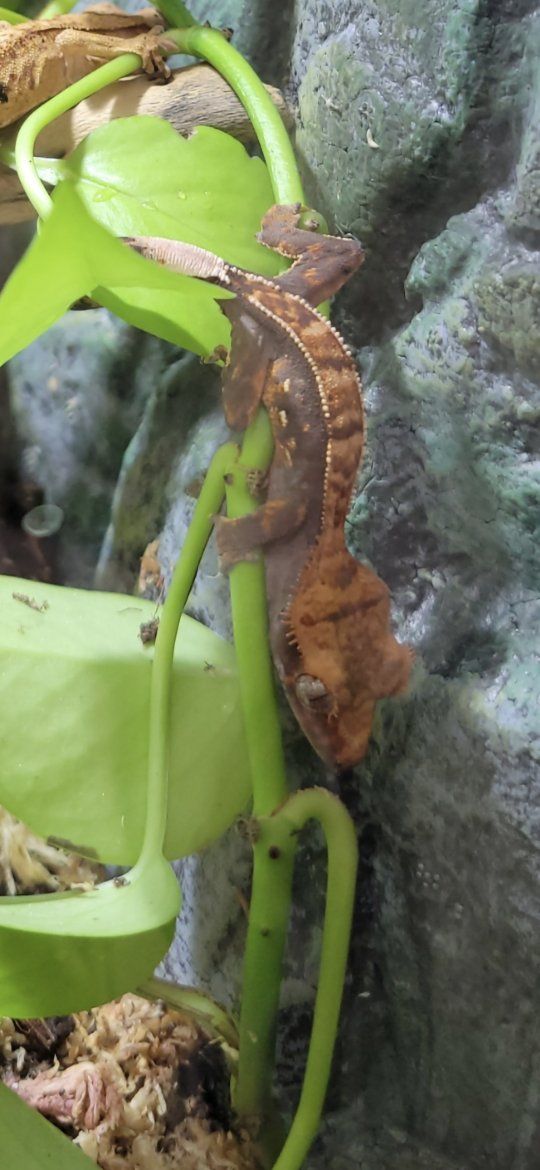 Crested Gecko and tank