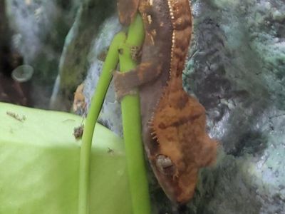 Crested Gecko and tank