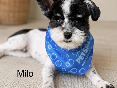 Miniature Schnauzer purebred