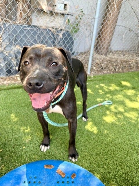 A162877 Pochi is Available for Adoption!