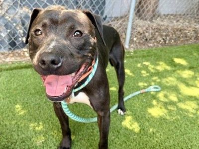 A162877 Pochi is Available for Adoption!