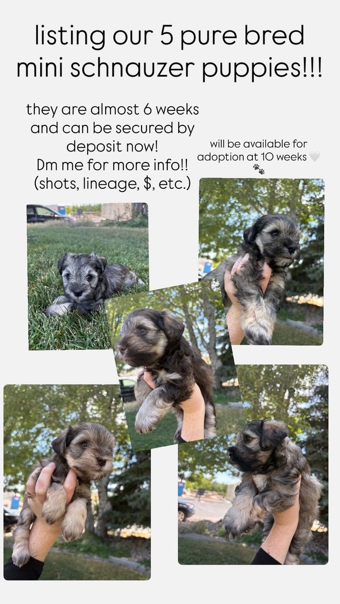 Registered Purebred Miniature Schnauzer Puppies