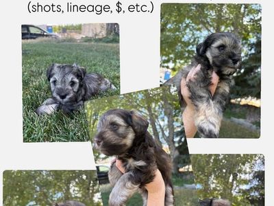 Registered Purebred Miniature Schnauzer Puppies