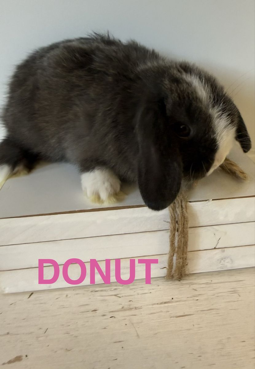 Holland Lop Bunnies Bunny - pedigreed