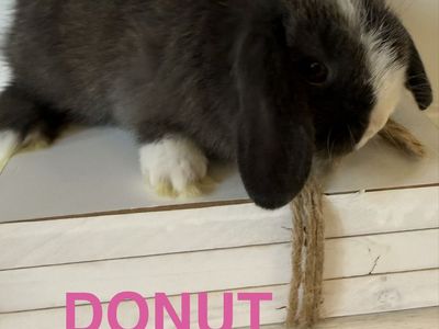 Holland Lop Bunnies Bunny - pedigreed