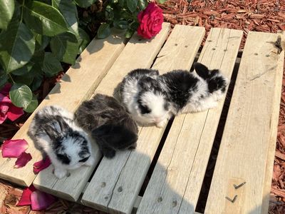 Holland Lop rabbits for sale