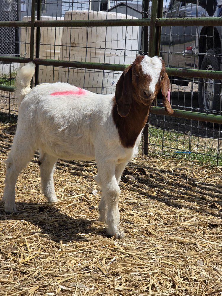female boer goat