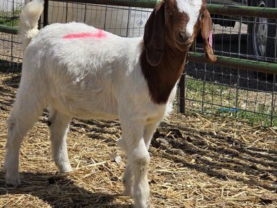 female boer goat