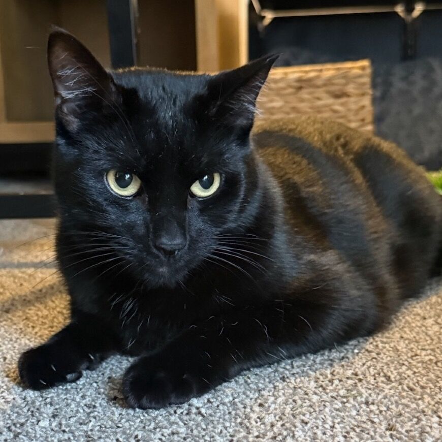 Hello my name is Bean