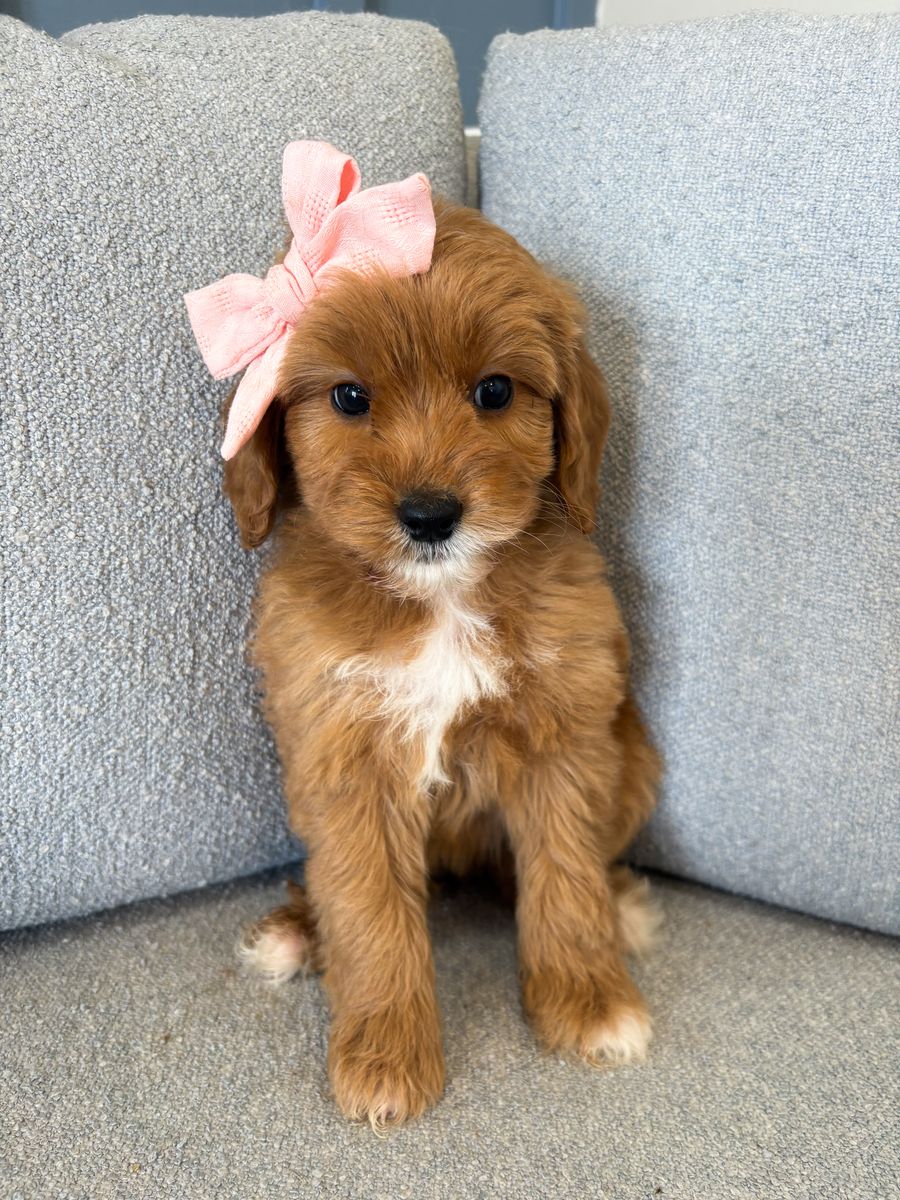 GIRL Petite Goldendoodle