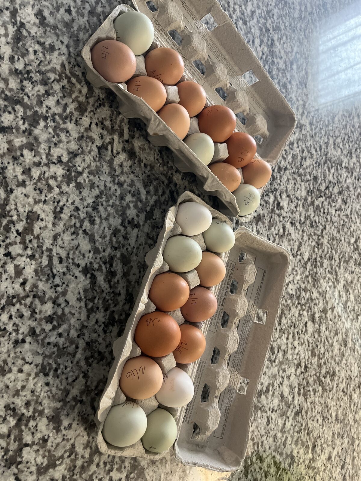 Fresh free Range Eggs