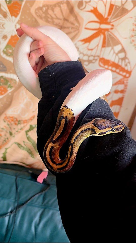 Female Pied Ball Python