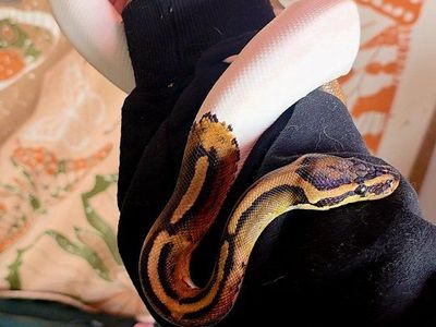 Female Pied Ball Python