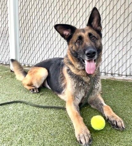 A134370 Alexia is Available for Adoption!