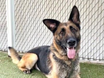 A134370 Alexia is Available for Adoption!