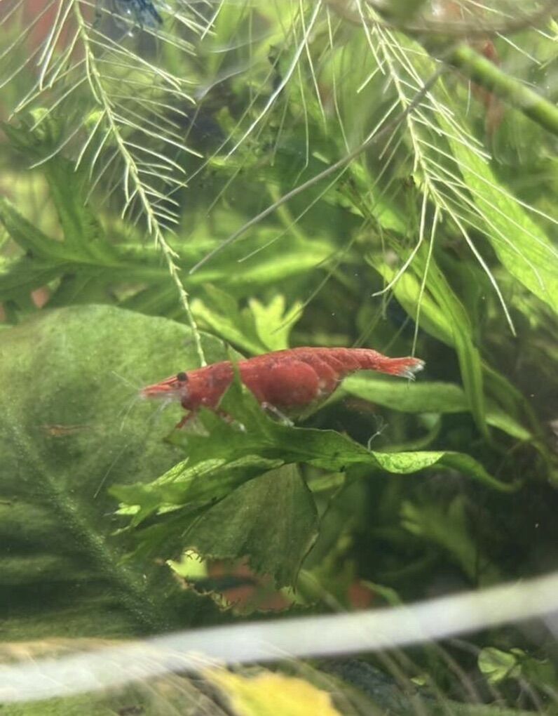 Neocaridina Shrimp