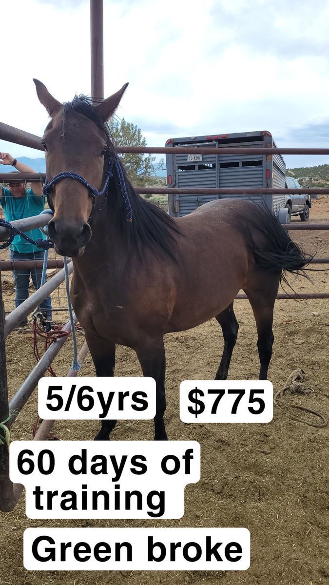 6yr old mare