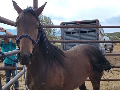 6yr old mare