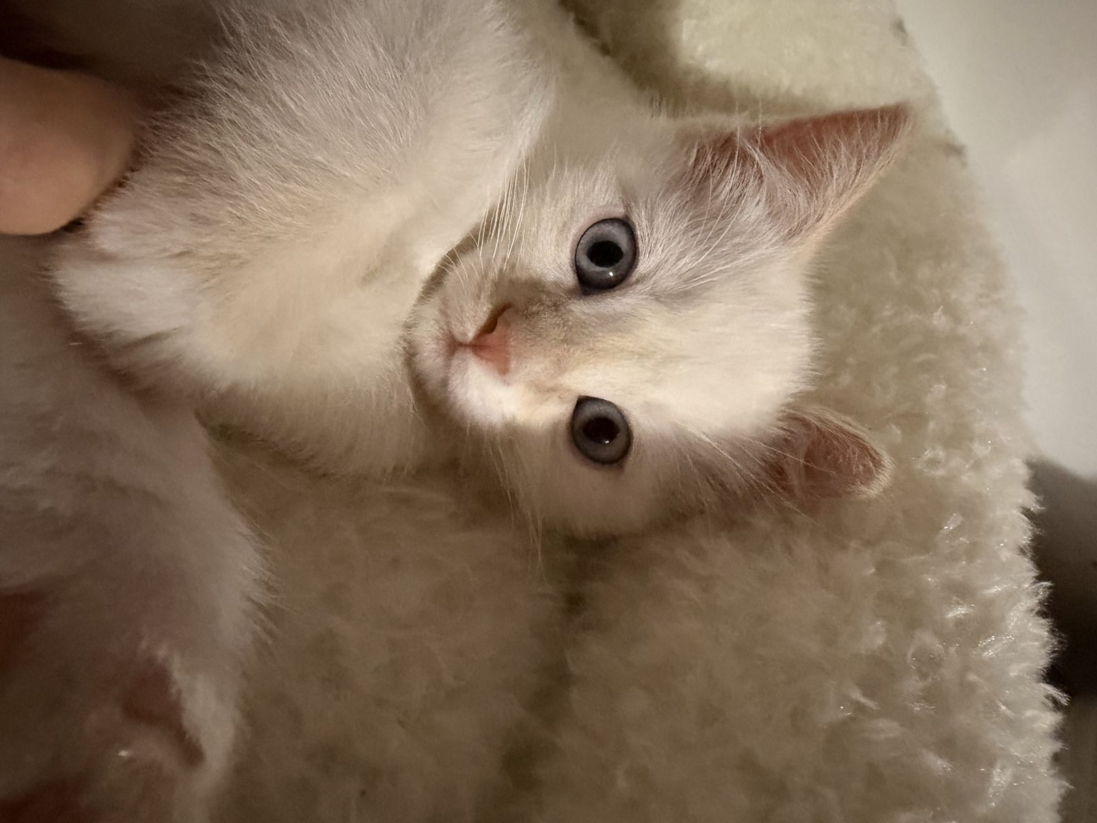 Flame point siamese