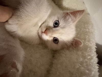Flame point siamese