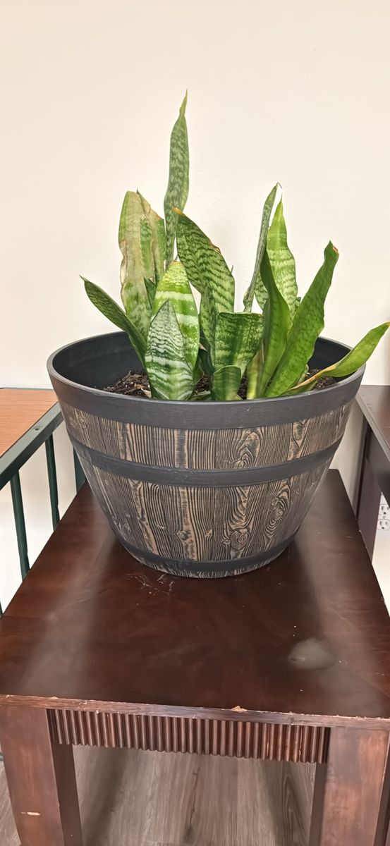 Large Snake Plant in Oversized Decorative Planter – 20” Tall