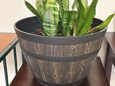 Large Snake Plant in Oversized Decorative Planter – 20” Tall