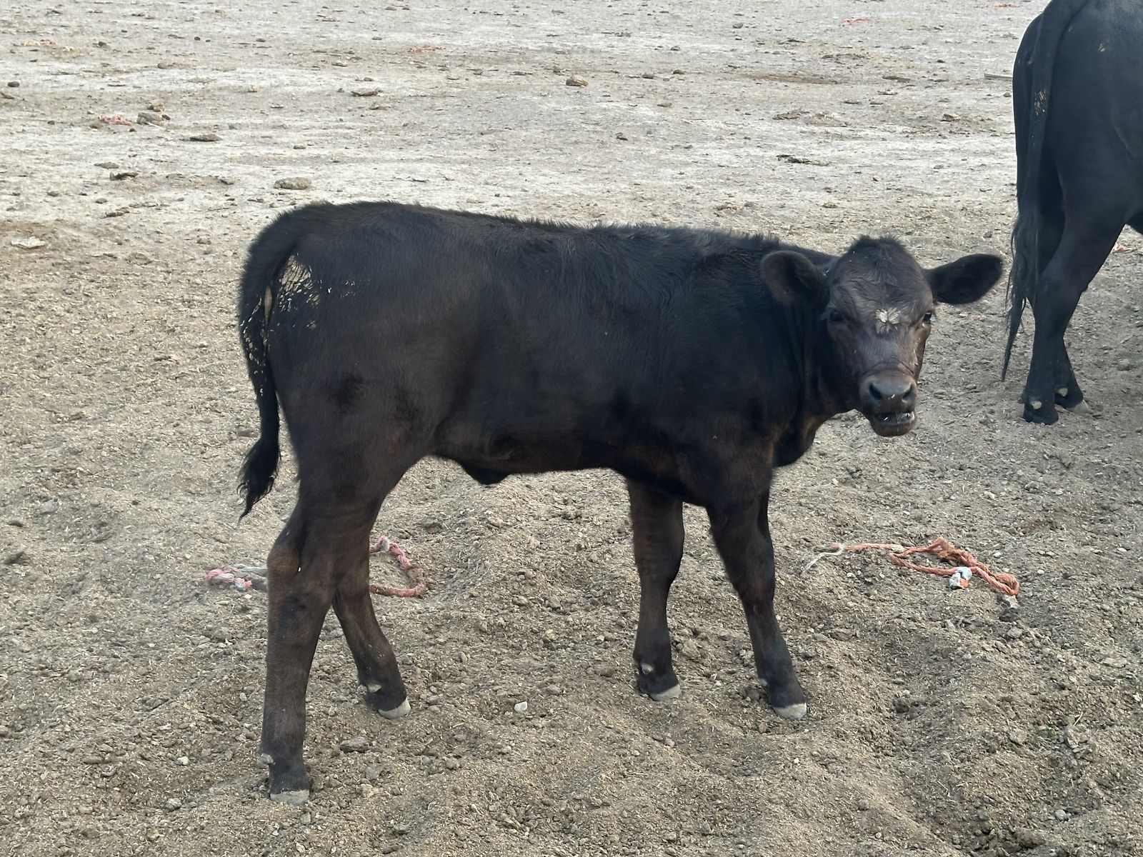 Black Angus/Akayushi Wagyu Calves
