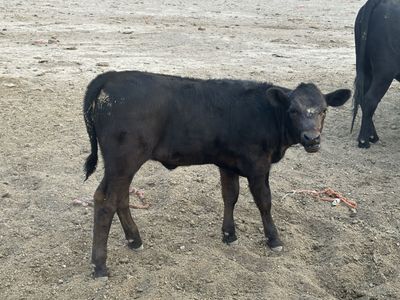 Black Angus/Akayushi Wagyu Calves
