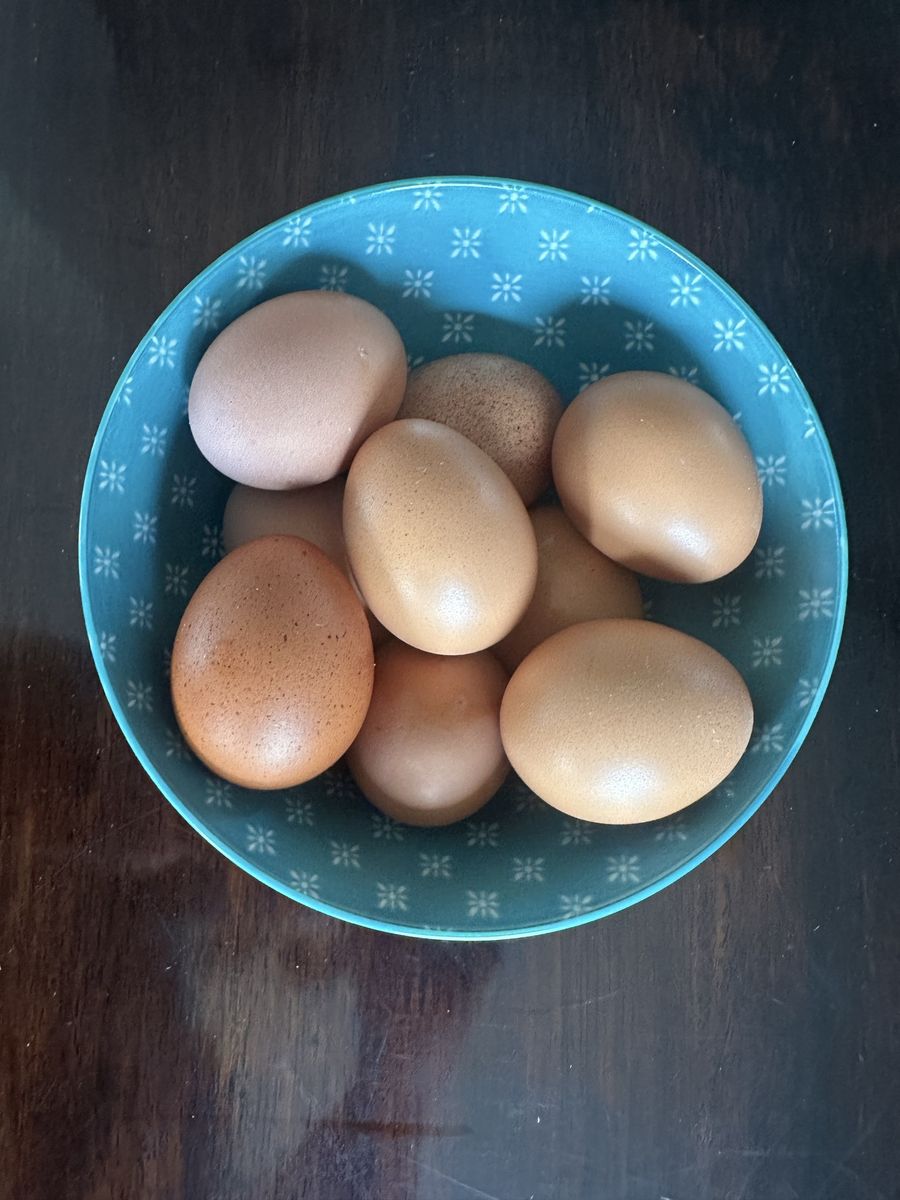 Fresh Eggs From the Backyard Chickens