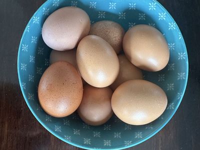 Fresh Eggs From the Backyard Chickens