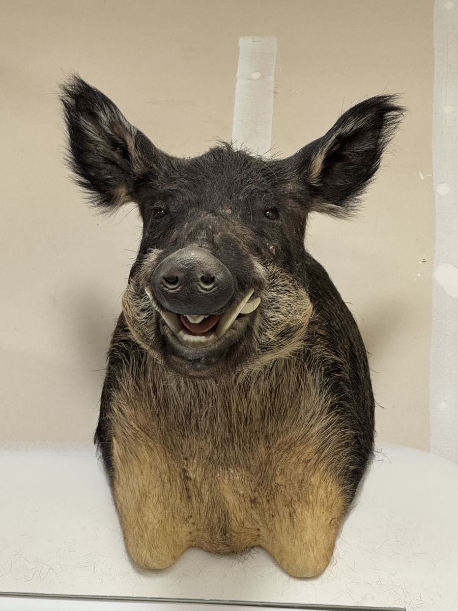 Texas boar head taxidermy mount