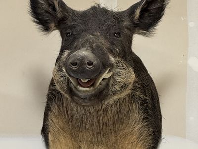 Texas boar head taxidermy mount