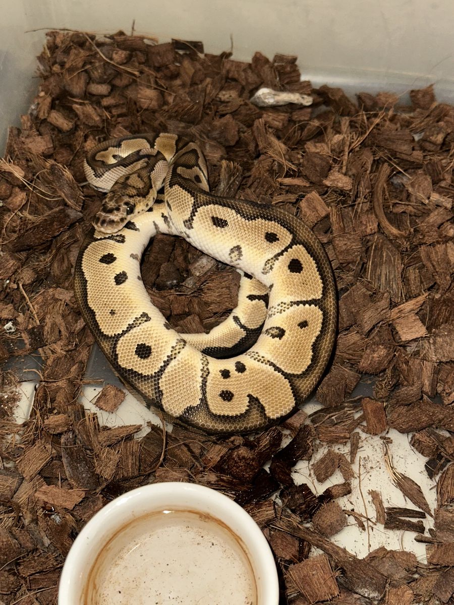 Main image 4