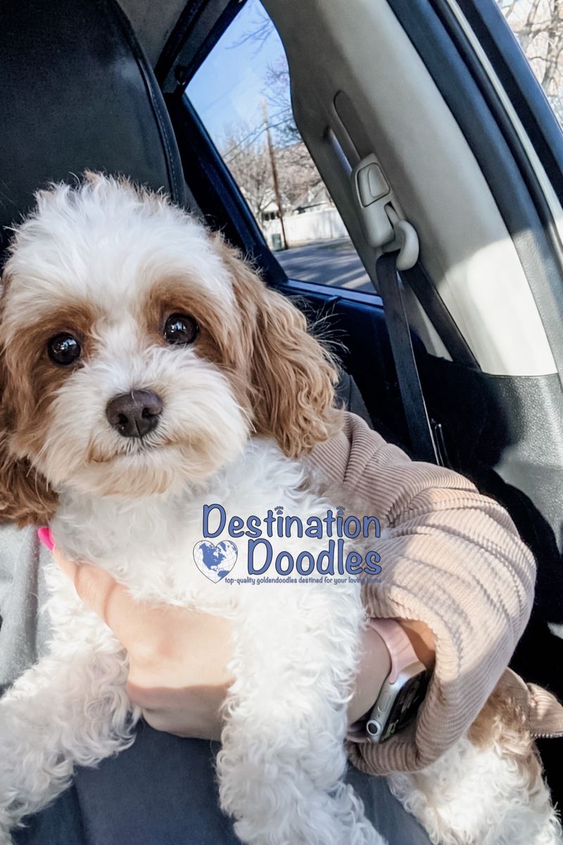 Micro Cavapoo Stud 4lb 10/10 Red 36% Cavalier +/-