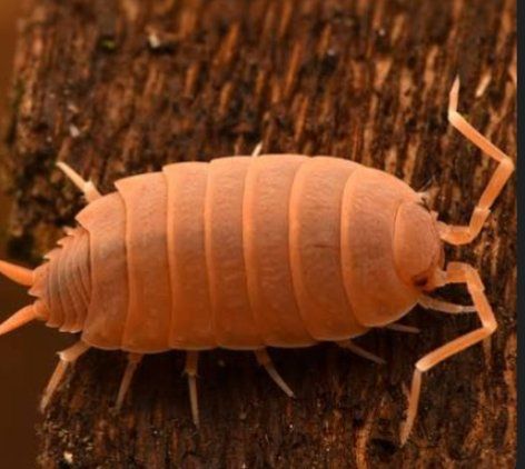 Powder Red Isopods