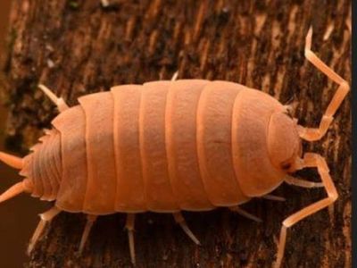 Powder Red Isopods