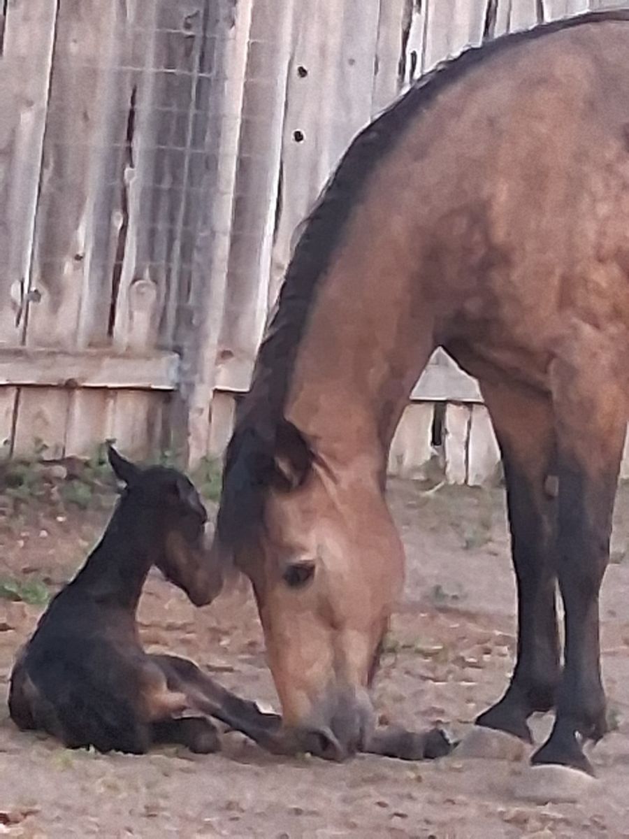 Gaited horses for sale/Friesian crosses and Horse Boarding for peace & quiet or training set-up