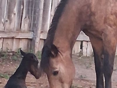 Gaited horses for sale/Friesian crosses and Horse Boarding for peace & quiet or training set-up