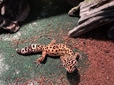 Leopard Gecko (Eublepharis macularius) Live Pet Reptile - Healthy and Active