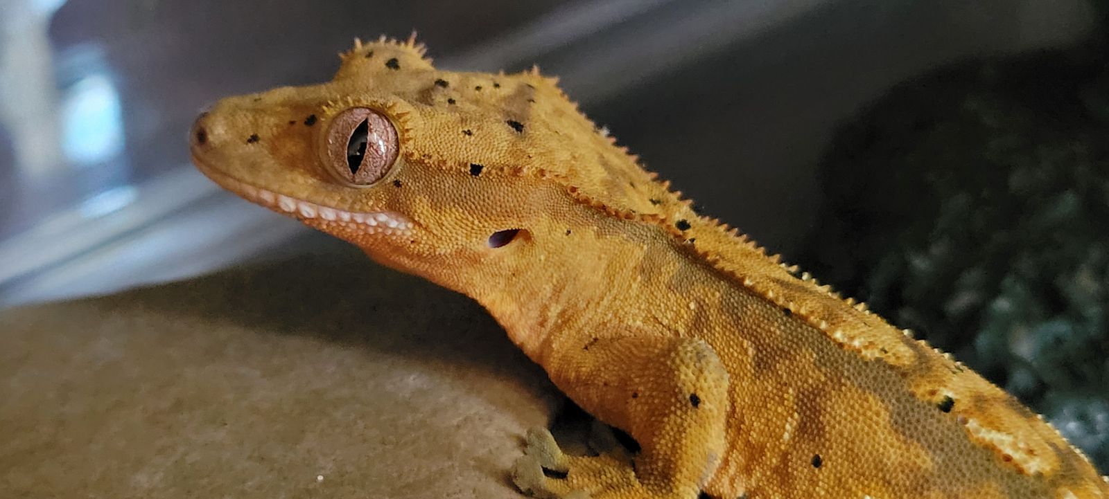Baby Female Dalmation Crested Gecko
