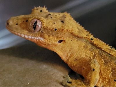Baby Female Dalmation Crested Gecko