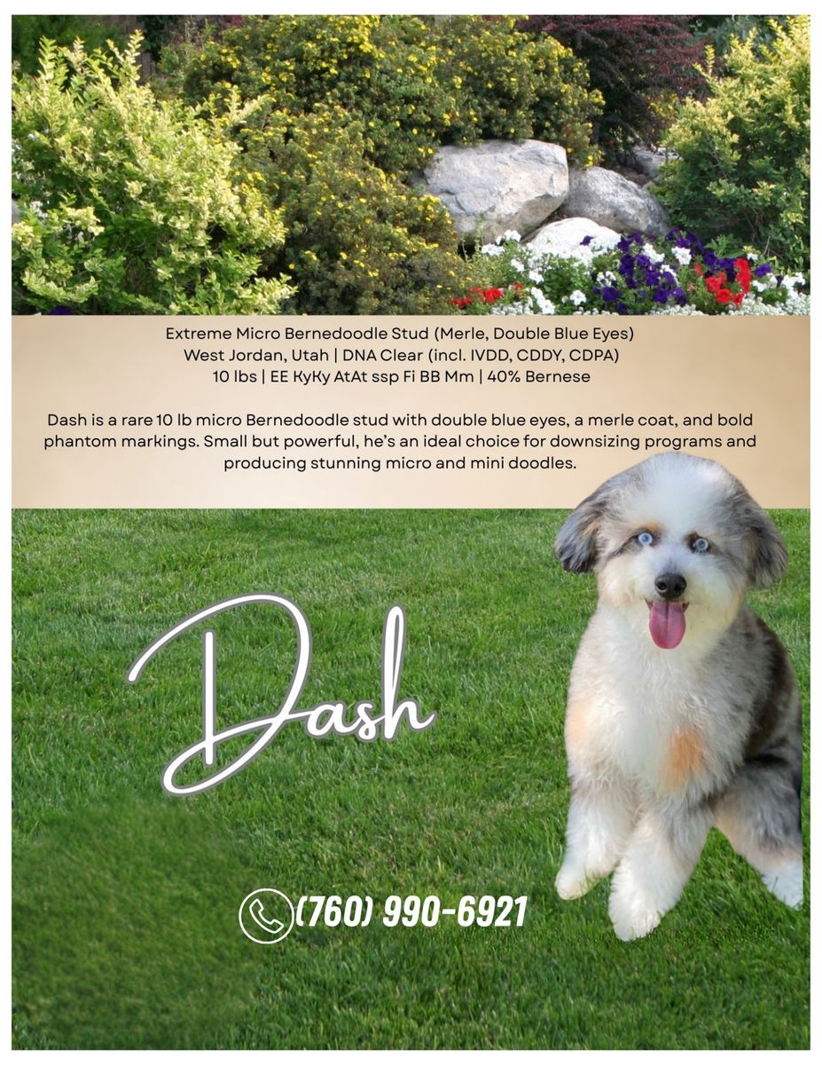 Dash - Extreme Micro Bernedoodle Stud, 10 lbs, Merle, Double Blue Eyes