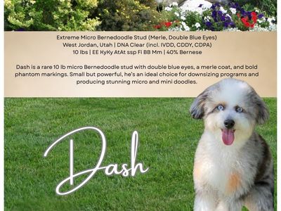 Dash - Extreme Micro Bernedoodle Stud, 10 lbs, Merle, Double Blue Eyes
