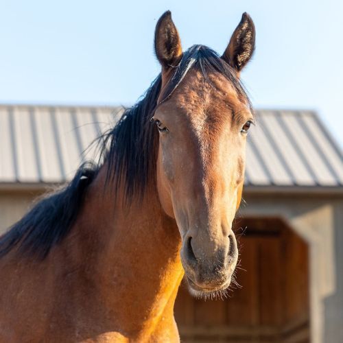 Adopt Liberty's 2017 Mustang, Porter