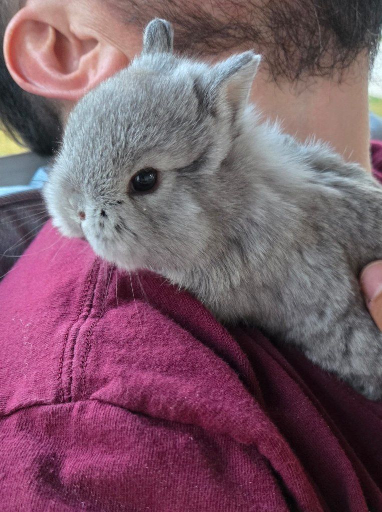 Netherland Dwarf Bunnies