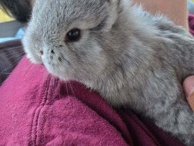 Netherland Dwarf Bunnies