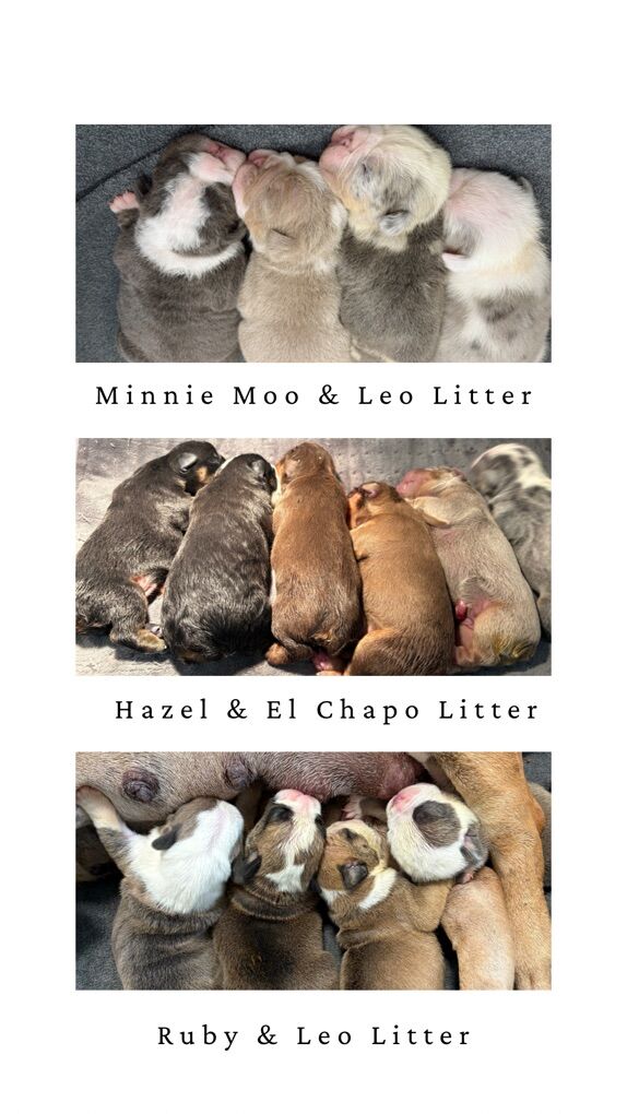 English Bulldog Puppies