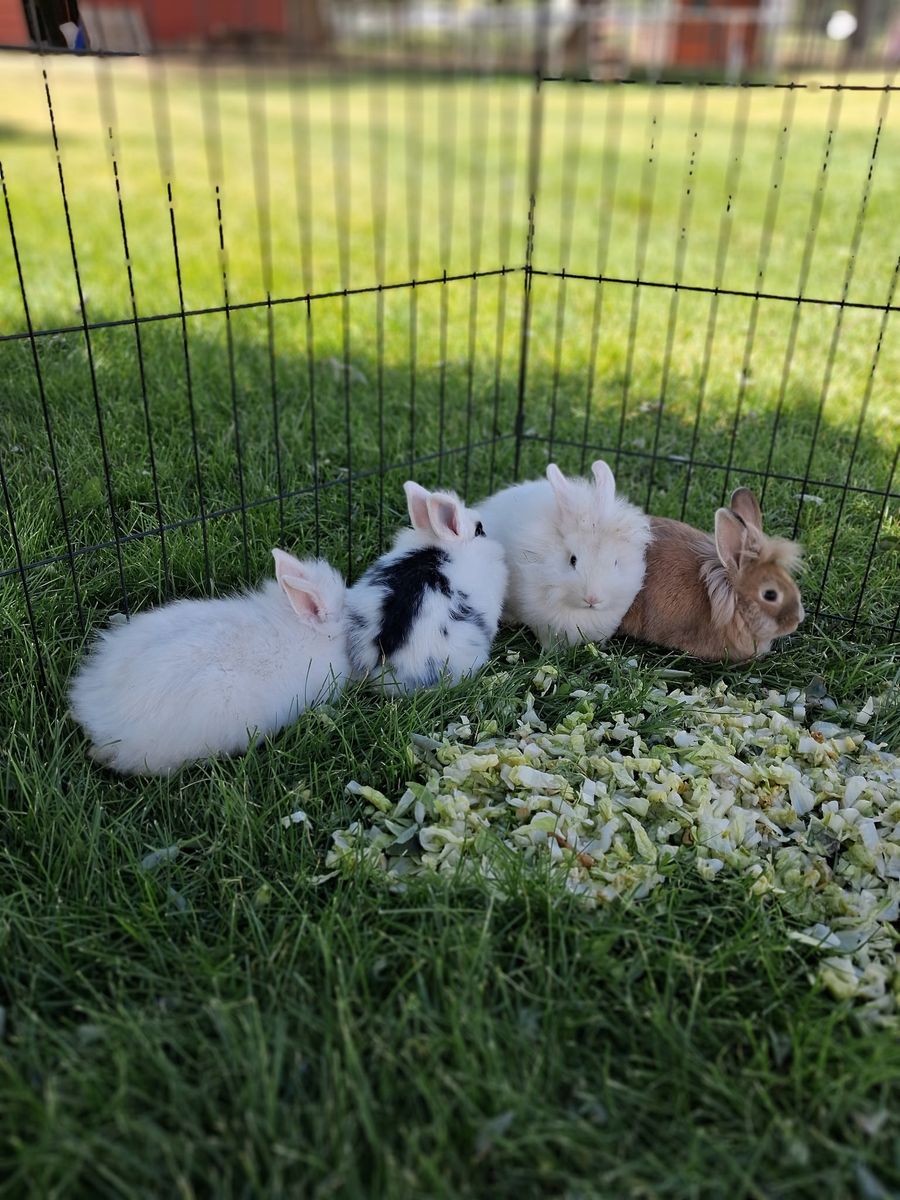 Cute Bunnies looking for furever home
