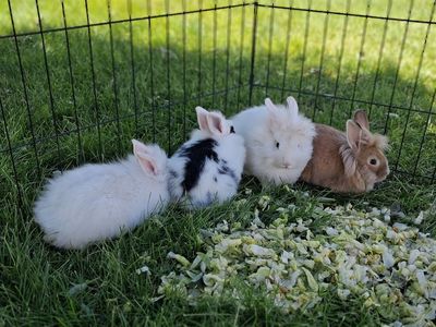 Cute Bunnies looking for furever home